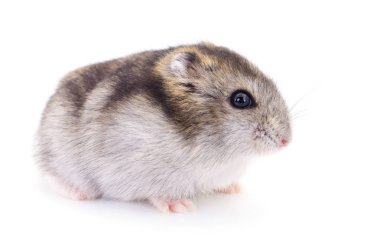 Beyaz arka planda küçük yerli hamster..