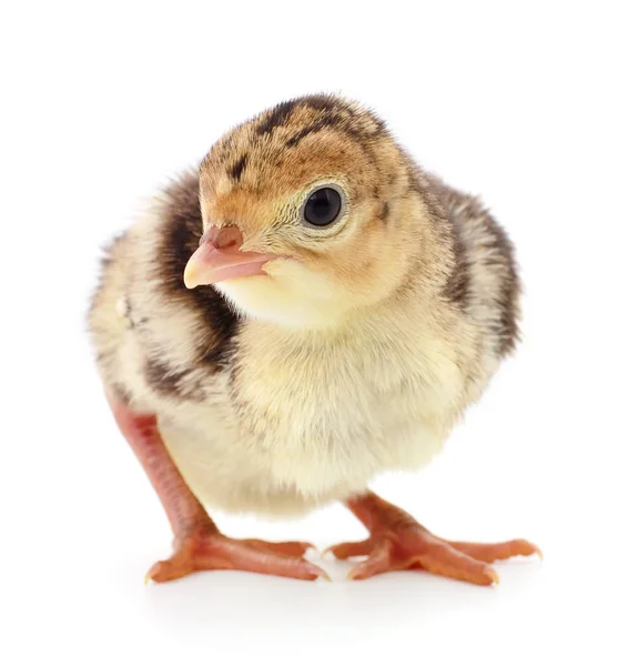 Kip Turkije Geïsoleerd Een Witte Achtergrond — Stockfoto