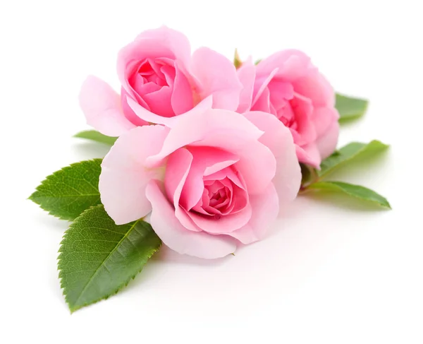 Τρία Όμορφα Ροζ Τριαντάφυλλα Λευκό Φόντο — Φωτογραφία Αρχείου