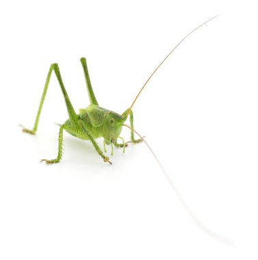 Beyaz arka planda yeşil çekirge izole edilmiş..