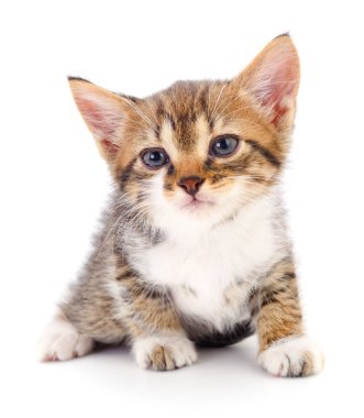 Beyaz arka planda izole edilmiş küçük kahverengi kedi yavrusu.