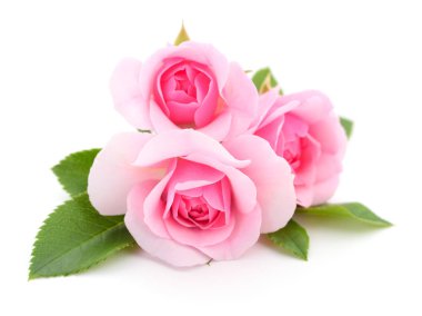Beyaz arka planda üç güzel pembe gül.