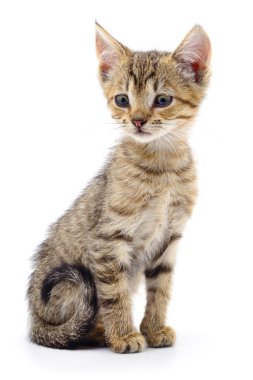 Beyaz arka planda izole edilmiş küçük kahverengi kedi yavrusu.
