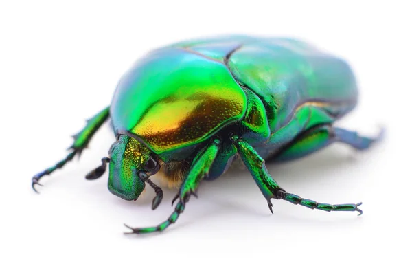 Groene Kever Insect Rose Chafer Cetonia Aurata Geïsoleerd Witte Achtergrond — Stockfoto