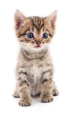 Beyaz arka planda izole edilmiş küçük kahverengi kedi yavrusu.