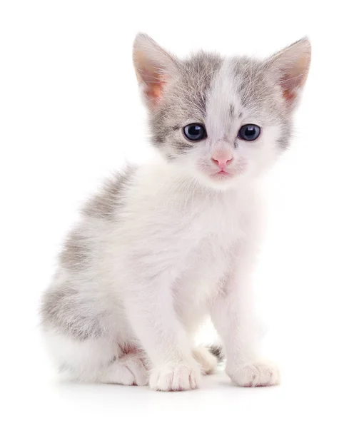 Pequeño Gatito Gris Aislado Sobre Fondo Blanco — Foto de Stock