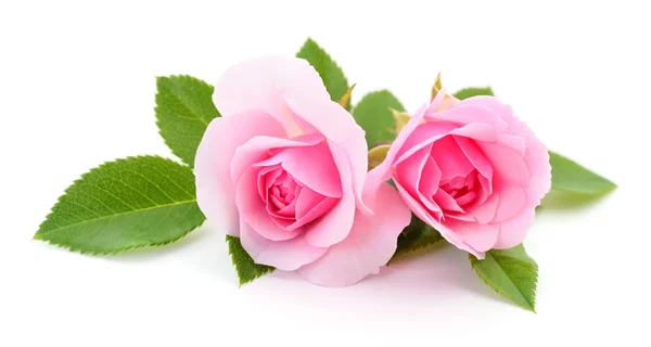 Dos Hermosas Rosas Rosadas Sobre Fondo Blanco — Foto de Stock
