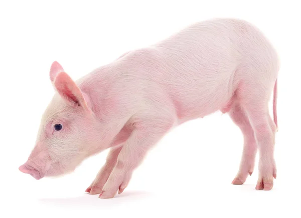 Schwein Das Auf Weißem Hintergrund Dargestellt Ist — Stockfoto