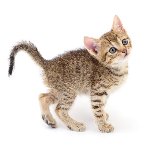 Pequeño Gatito Marrón Aislado Sobre Fondo Blanco — Foto de Stock