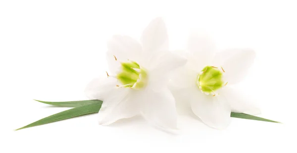 Deux Fleurs Blanches Sur Fond Blanc — Photo