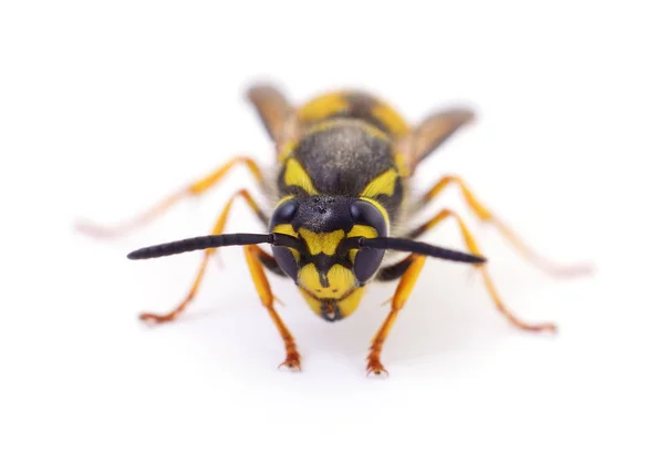 Yellow Wasp Isolated White Background — Stock Photo, Image