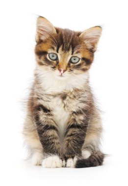Beyaz arka planda izole edilmiş küçük kahverengi kedi yavrusu.