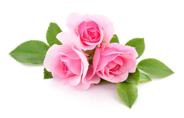 Three Beautiful Pink Roses White Background — Stock Photo, Image