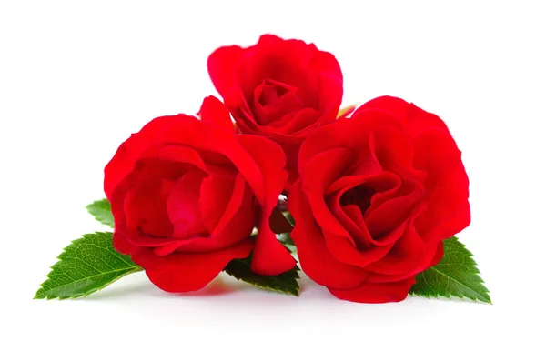 Three Beautiful Red Roses White Background — Stock Photo, Image