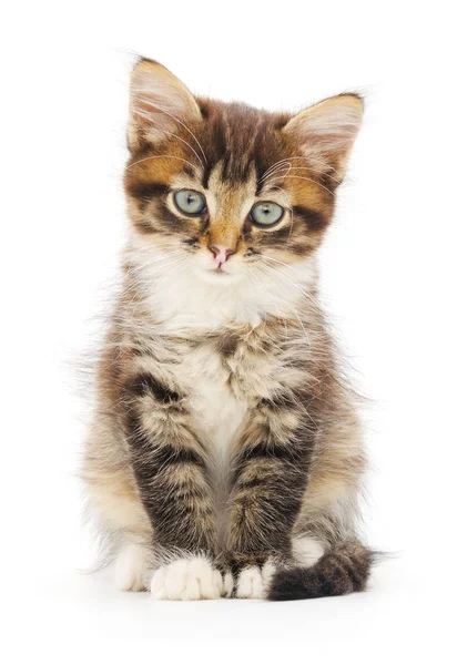 Pequeño Gatito Marrón Aislado Sobre Fondo Blanco — Foto de Stock