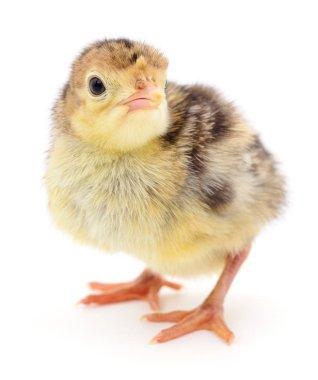 Beyaz bir arka plan üzerinde izole tavuk hindi