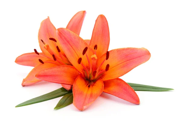 Two Orange Lilies Isolated White Background — Stock Photo, Image