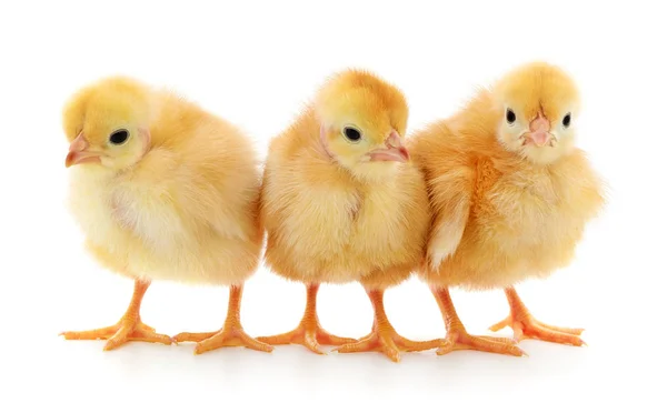 Trois Petits Poulets Isolés Sur Fond Blanc — Photo