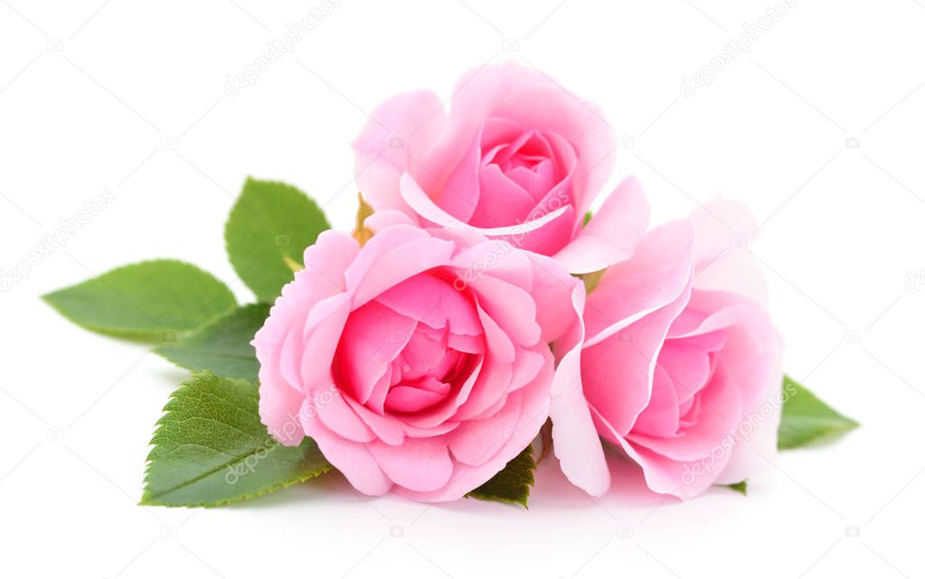 Three beautiful pink roses on a white background.