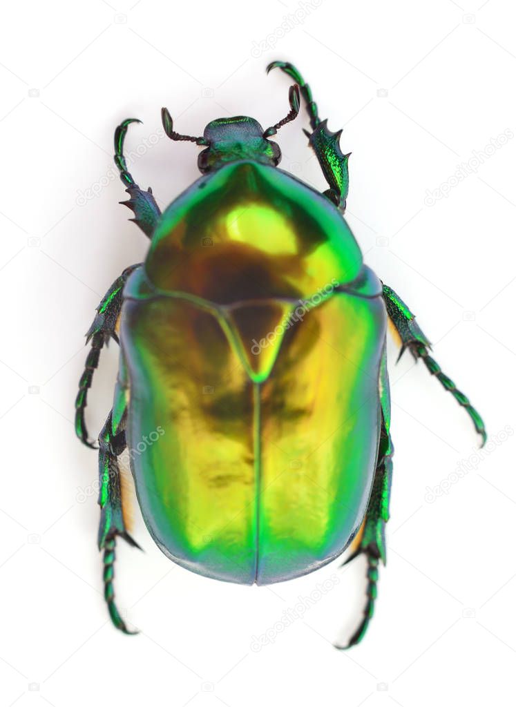 Green beetle insect rose chafer (cetonia aurata) isolated on white background.