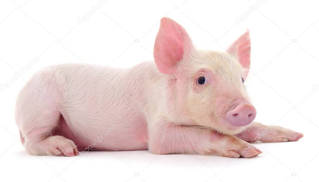 Pig who is represented on a white background