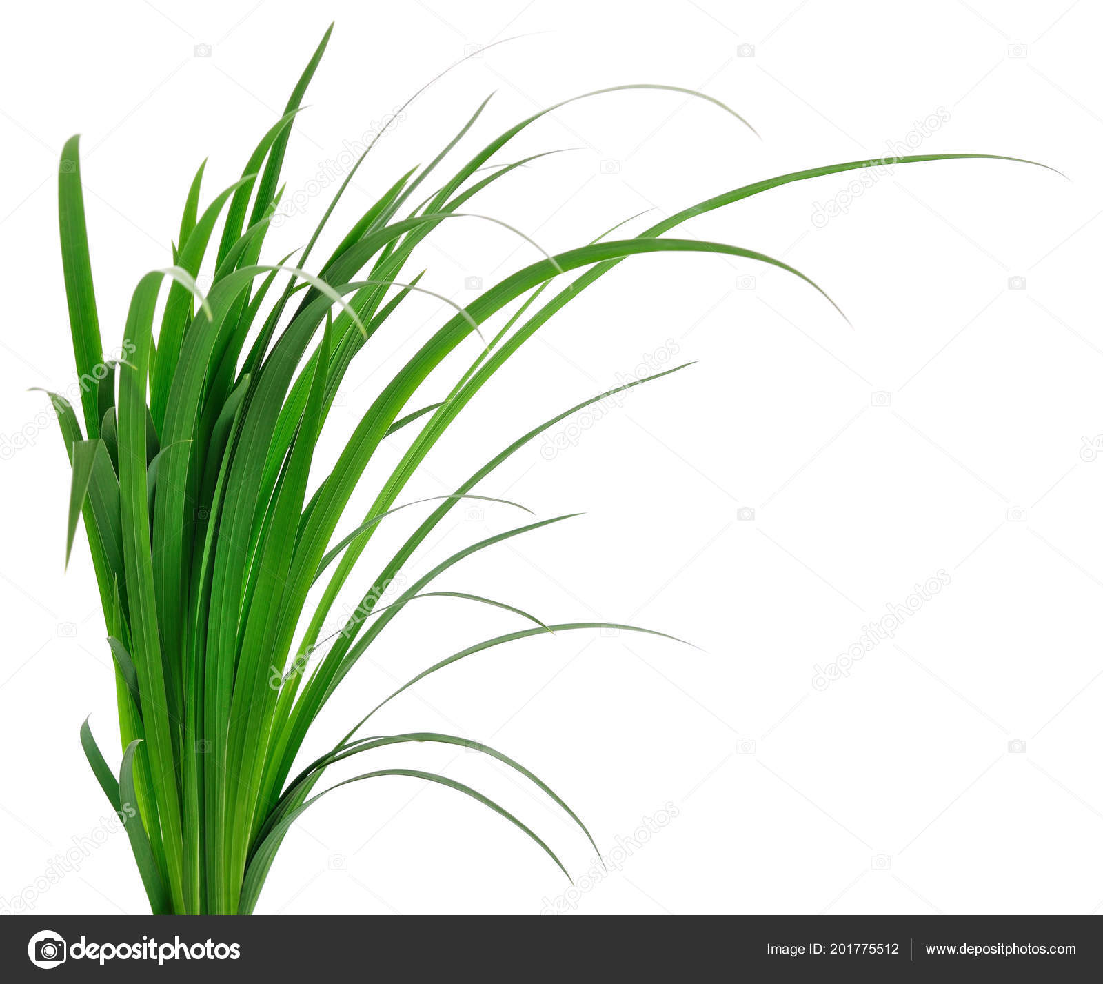 Long Blades Green Grass White Background Stock Photo by ©Tsekhmister