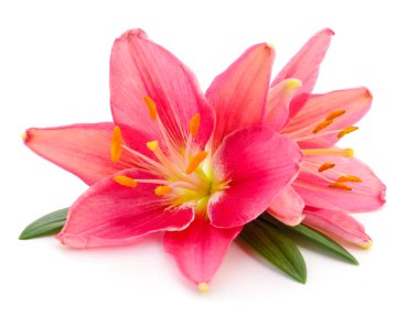 İki kırmızı lilyum beyaz bir arka plan üzerinde izole.