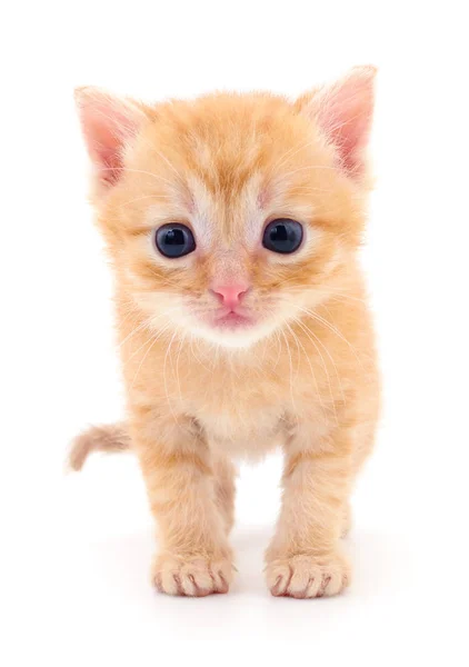 Pequeno Gatinho Marrom Isolado Fundo Branco — Fotografia de Stock