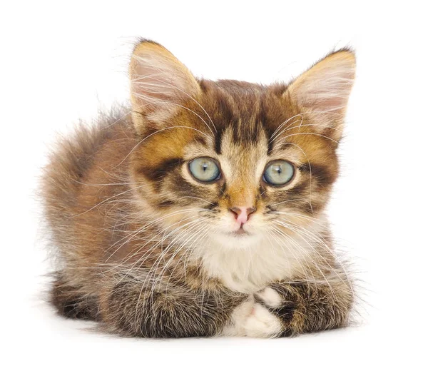 กแมวส าตาลต วเล กแยกจากพ นหล ขาว — ภาพถ่ายสต็อก