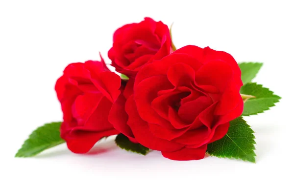 Tres Hermosas Rosas Rojas Sobre Fondo Blanco —  Fotos de Stock