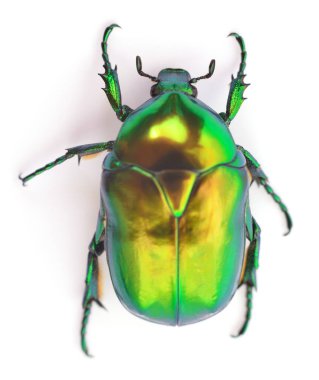 yeşil böcek böcek gül beyaz arka plan üzerinde izole chafer (cetonia aurata).