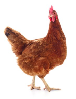 Beyaz, stüdyo çekim izole kahverengi tavuk