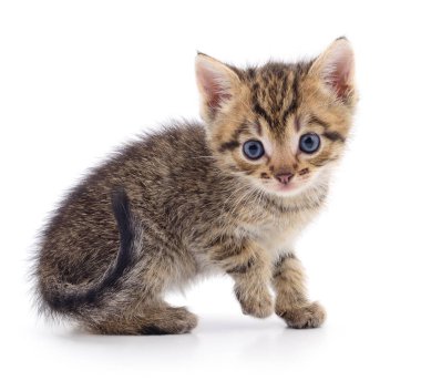 Beyaz arka planda izole edilmiş küçük kahverengi kedi yavrusu.