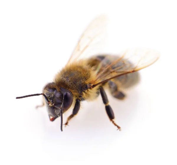 Nahaufnahme Einer Biene Isoliert Auf Weißem Hintergrund — Stockfoto