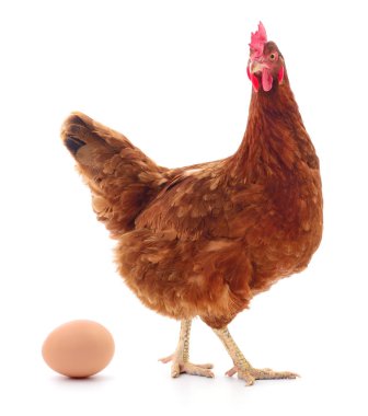 yumurta beyaz, stüdyo çekim izole kahverengi tavuk.