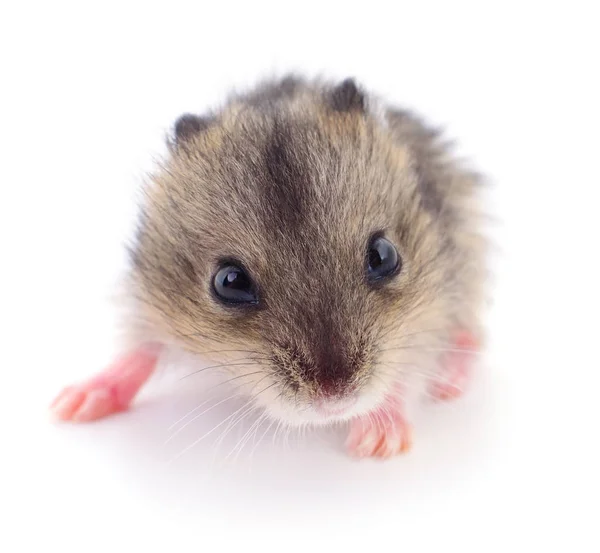 Beyaz Arka Planda Küçük Yerli Hamster — Stok fotoğraf