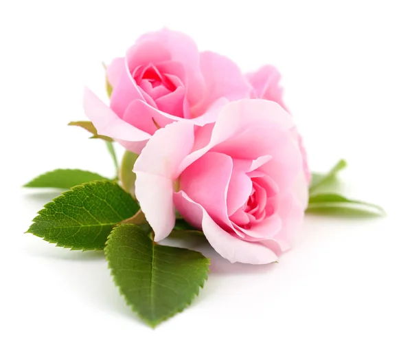 Two Beautiful Pink Roses White Background — Stock Photo, Image