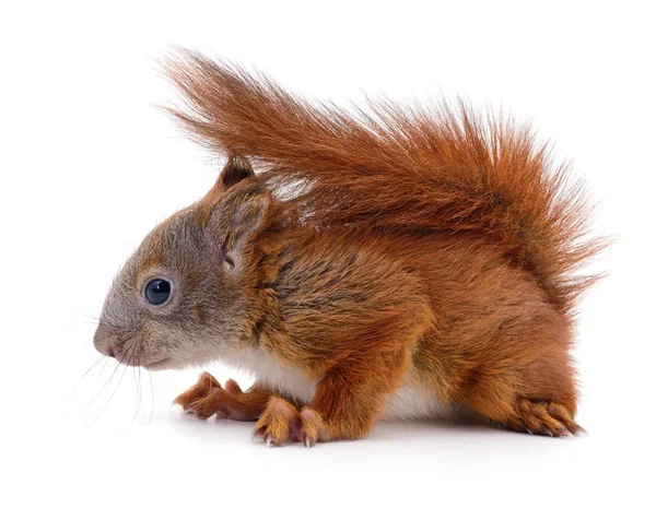 Ardilla Roja Eurasiática Aislada Sobre Fondo Blanco — Foto de Stock