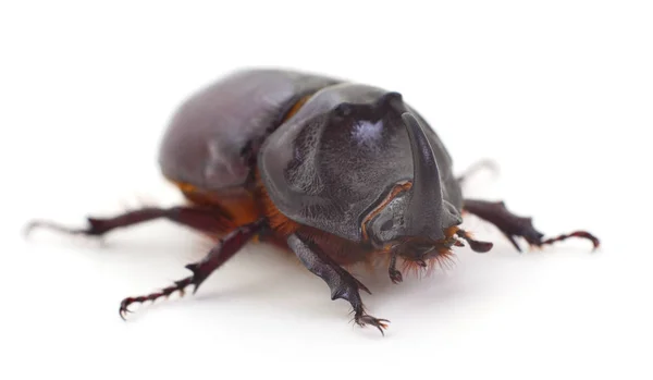 Mężczyzna Nosorożec Beetle Oryctes Nasicornis Białym Tle — Zdjęcie stockowe