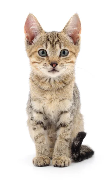 Pequeño Gatito Marrón Aislado Sobre Fondo Blanco — Foto de Stock