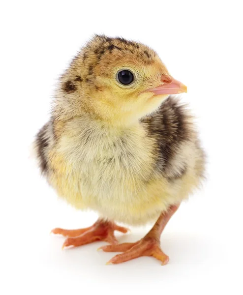 Dinde Poulet Isolée Sur Fond Blanc — Photo