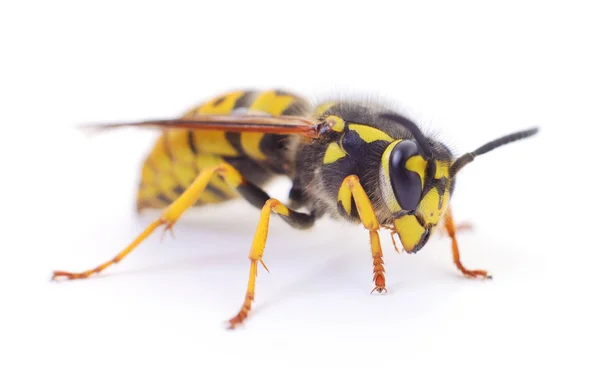 Yellow Wasp Isolated White Background — Stock Photo, Image