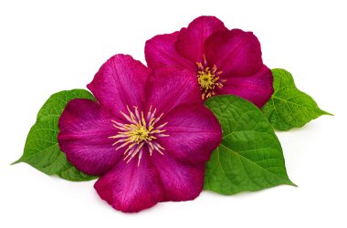 Beyaz arkaplanda iki kırmızı klematis izole edildi.