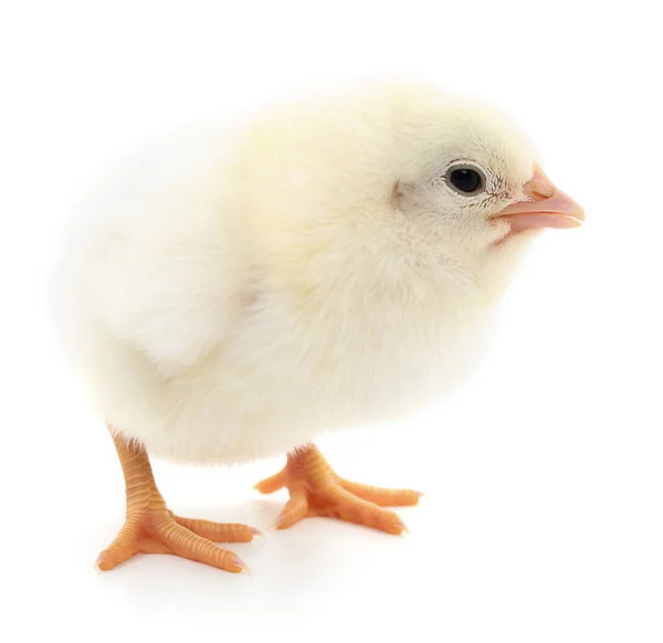 One Small Chicken White Background — Stock Photo, Image