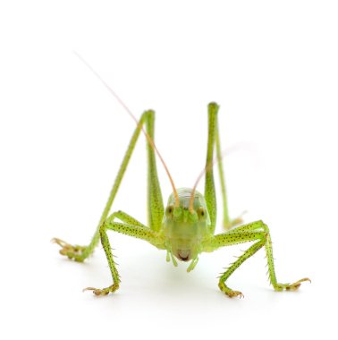 Beyaz arka planda yeşil çekirge izole edilmiş. 