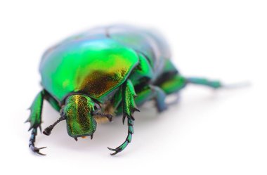 yeşil böcek böcek gül beyaz arka plan üzerinde izole chafer (cetonia aurata).