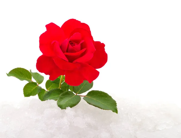 Czerwona Róża Śniegu Odizolowana Białym Tle — Zdjęcie stockowe