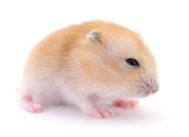 Beyaz arka planda küçük yerli hamster..