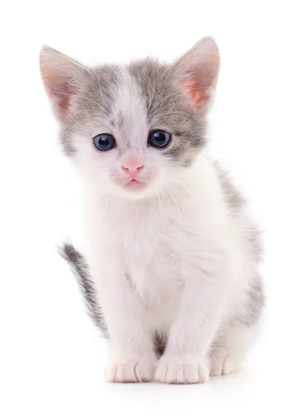 Petit Chaton Gris Isolé Sur Fond Blanc — Photo