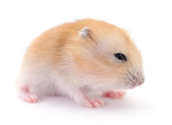 Pequeno Hamster Doméstico Isolado Fundo Branco — Fotografia de Stock